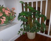 Foliage Arrangement in a Basket Planter