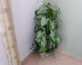 Foliage Arrangement in a Basket Planter - Green Multi-Tone Leaves