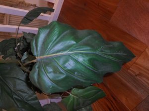 View Image for Item #651100