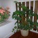 Foliage Arrangement in a Basket Planter